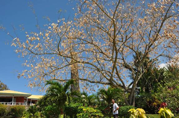 Entrada da Rawlins Plantation, na ilha de St. Kitts - Caribe